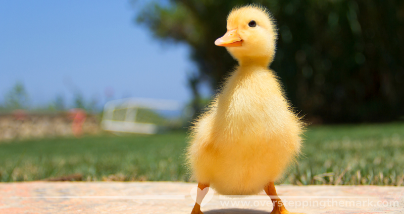 yellow duckling in a green grass field with blue skies